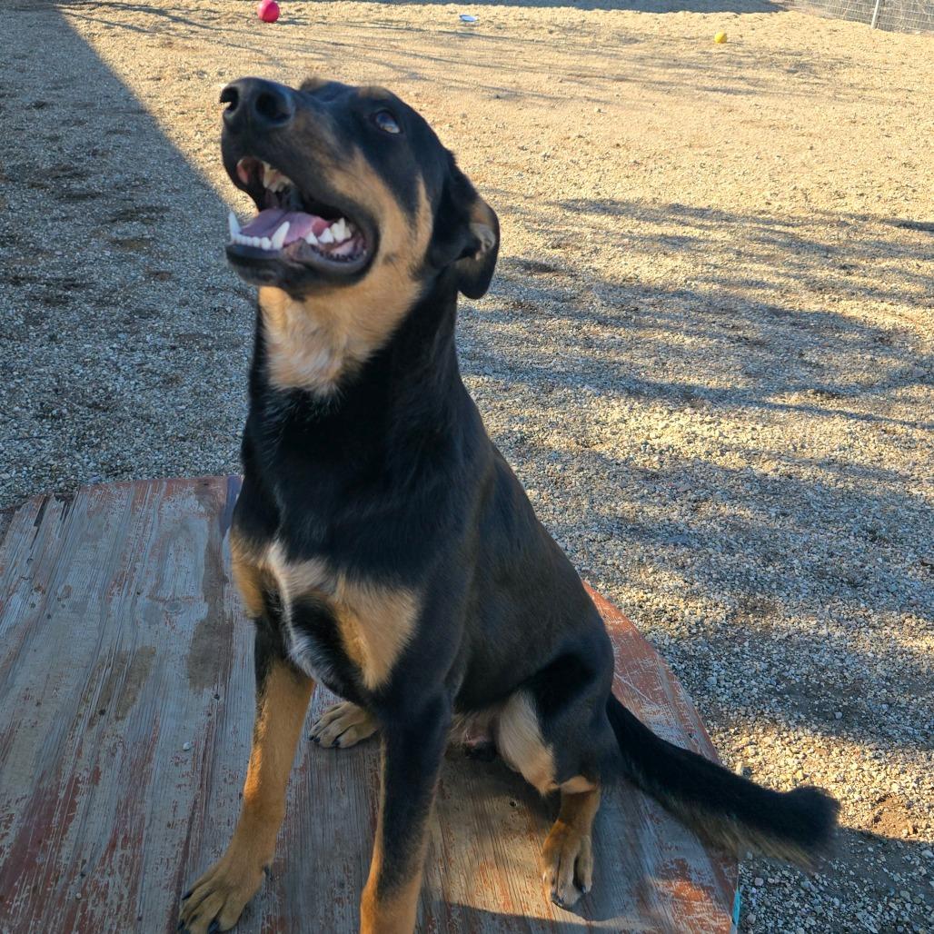 Enlarge Dawson, a Adoptable mixed breed in Wickenburg, AZ image 2/2