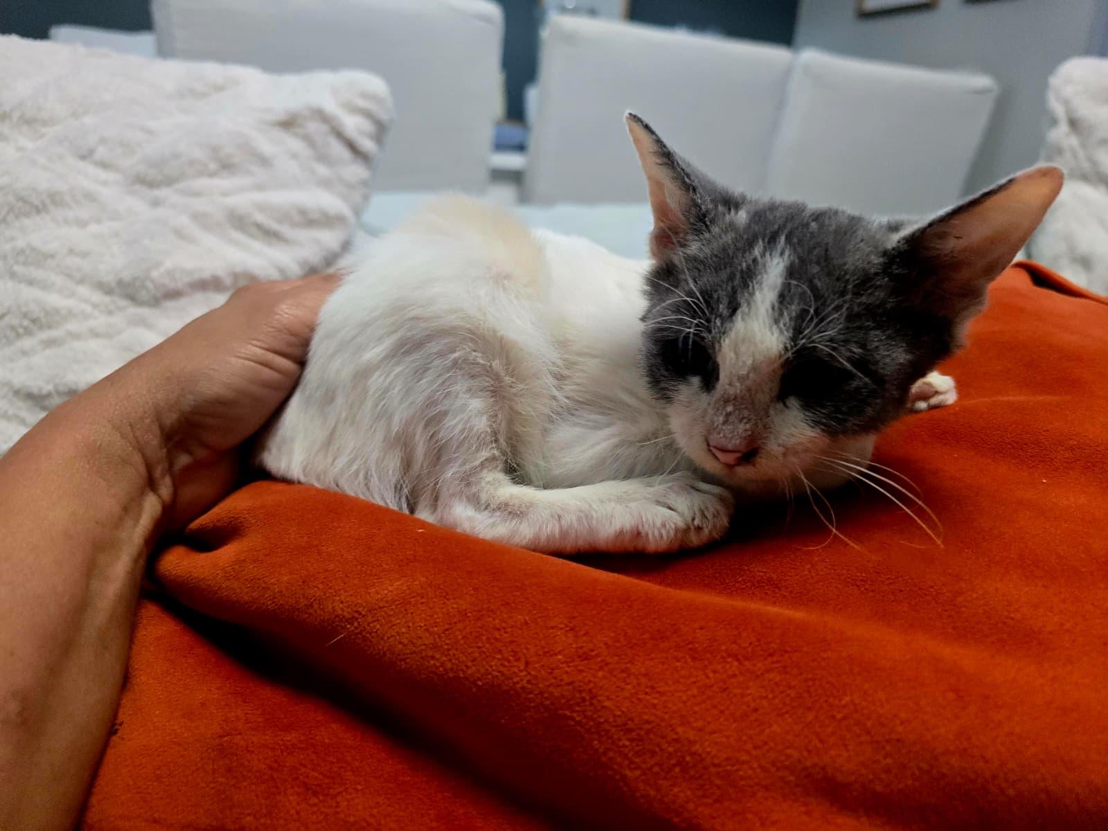 Enlarge Little Anna, an adopted Domestic Short Hair in Parkland, FL image 3/4