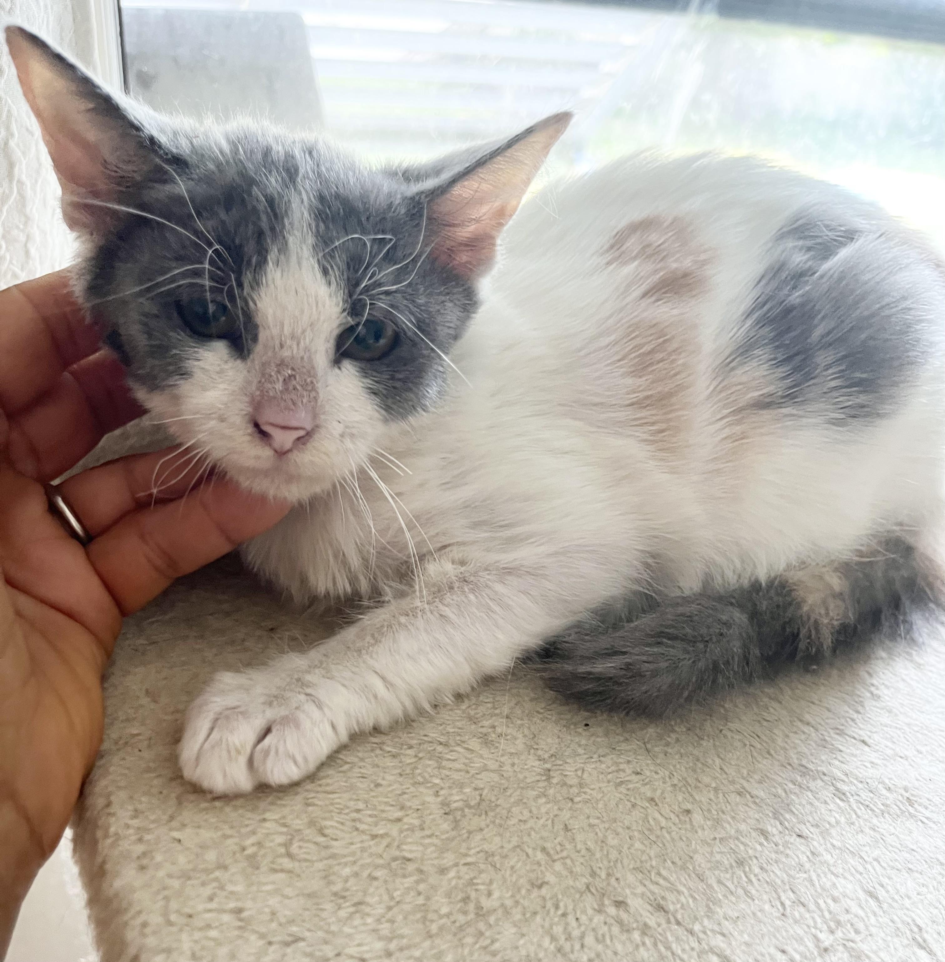 Enlarge Little Anna, an adopted Domestic Short Hair in Parkland, FL image 1/4