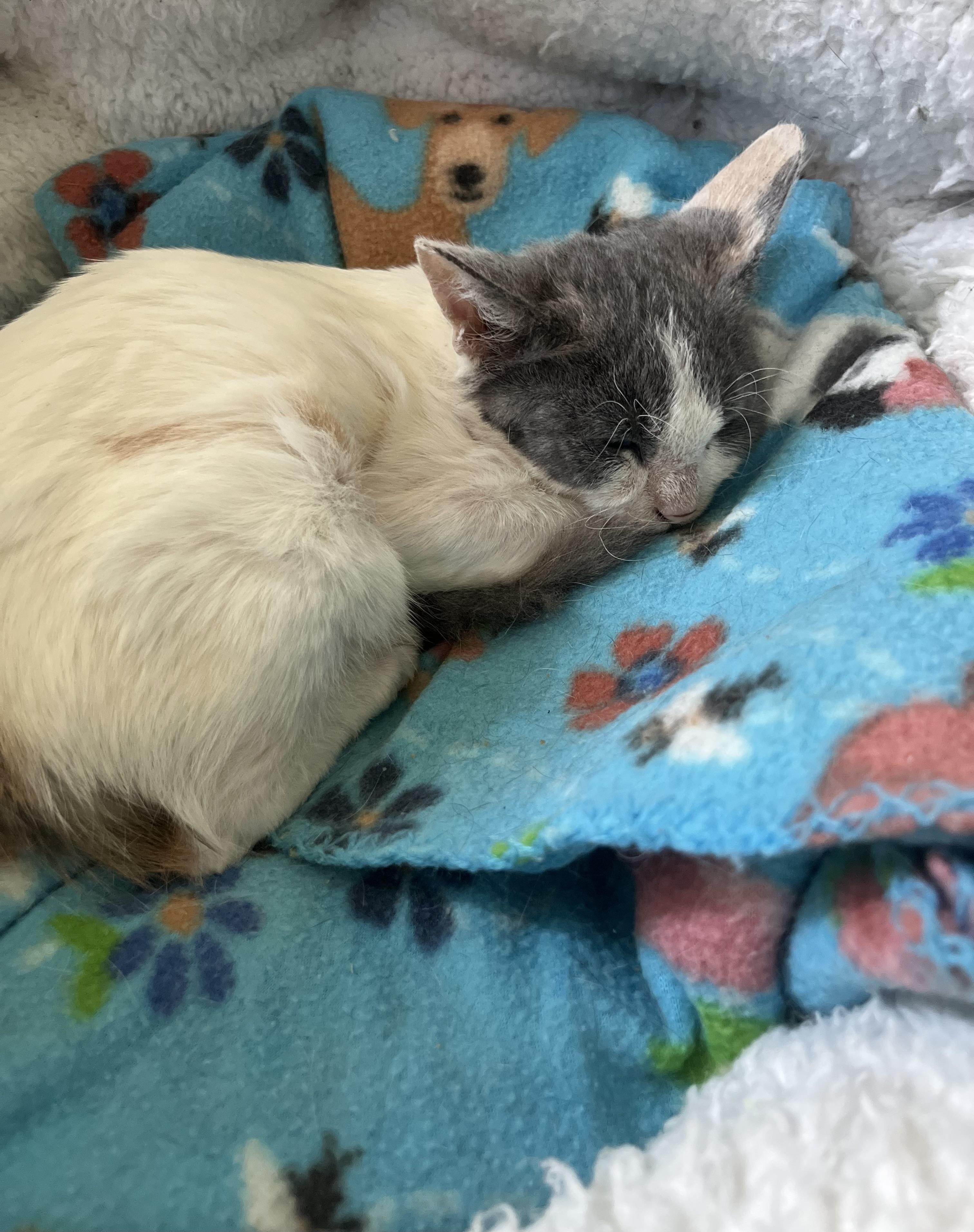 Enlarge Little Anna, an adopted Domestic Short Hair in Parkland, FL image 2/4