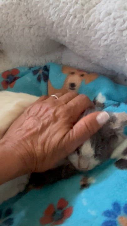 Enlarge Little Anna, an adopted Domestic Short Hair in Parkland, FL video 4/4