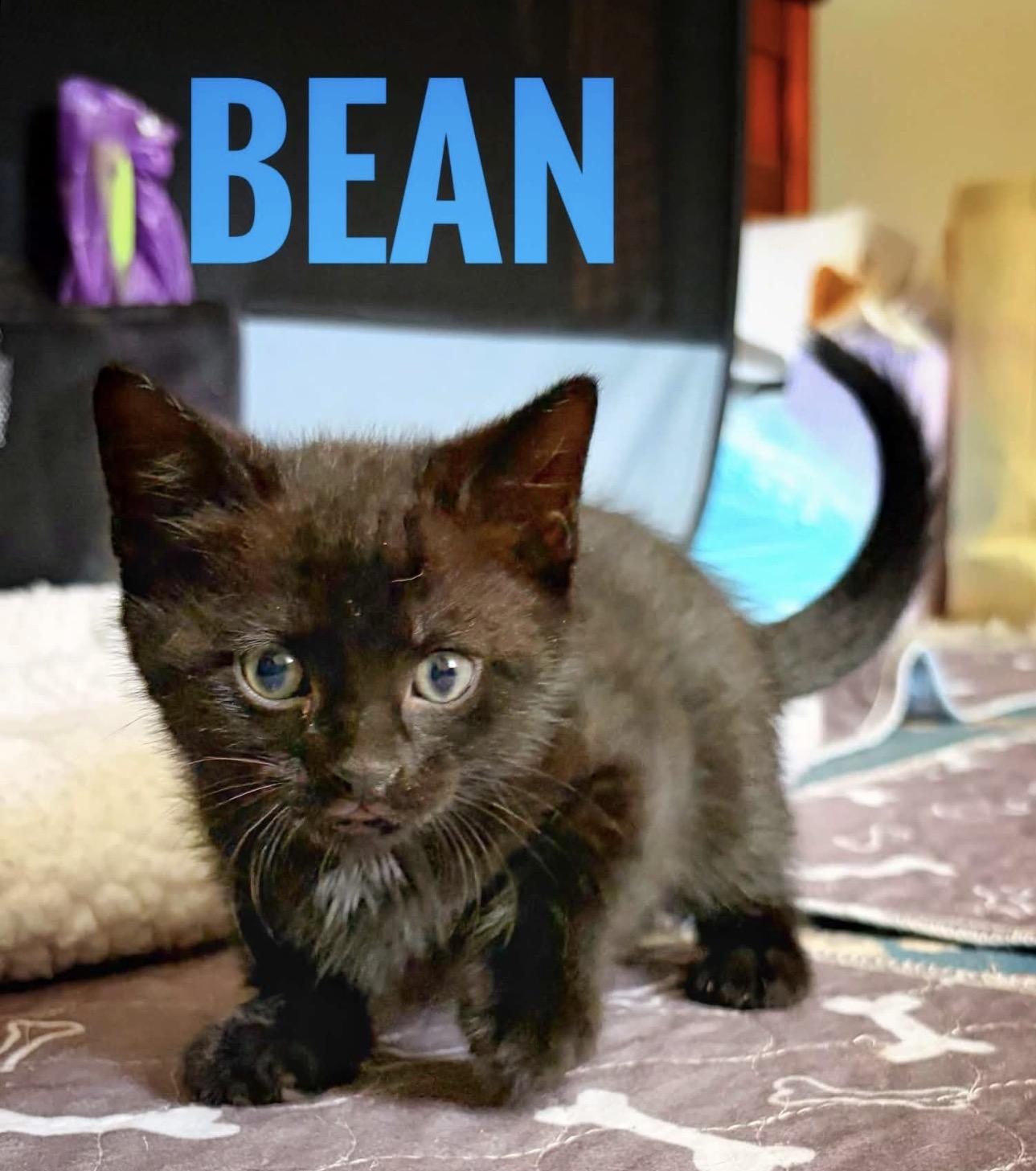 Bean Reilly, a Adoptable American Shorthair in Staten Island, NY image 3/6