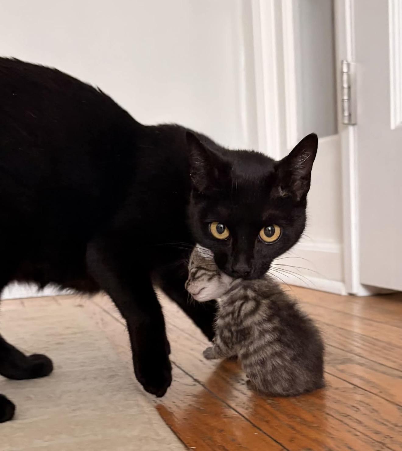 Bean Reilly, a Adoptable American Shorthair in Staten Island, NY image 6/6