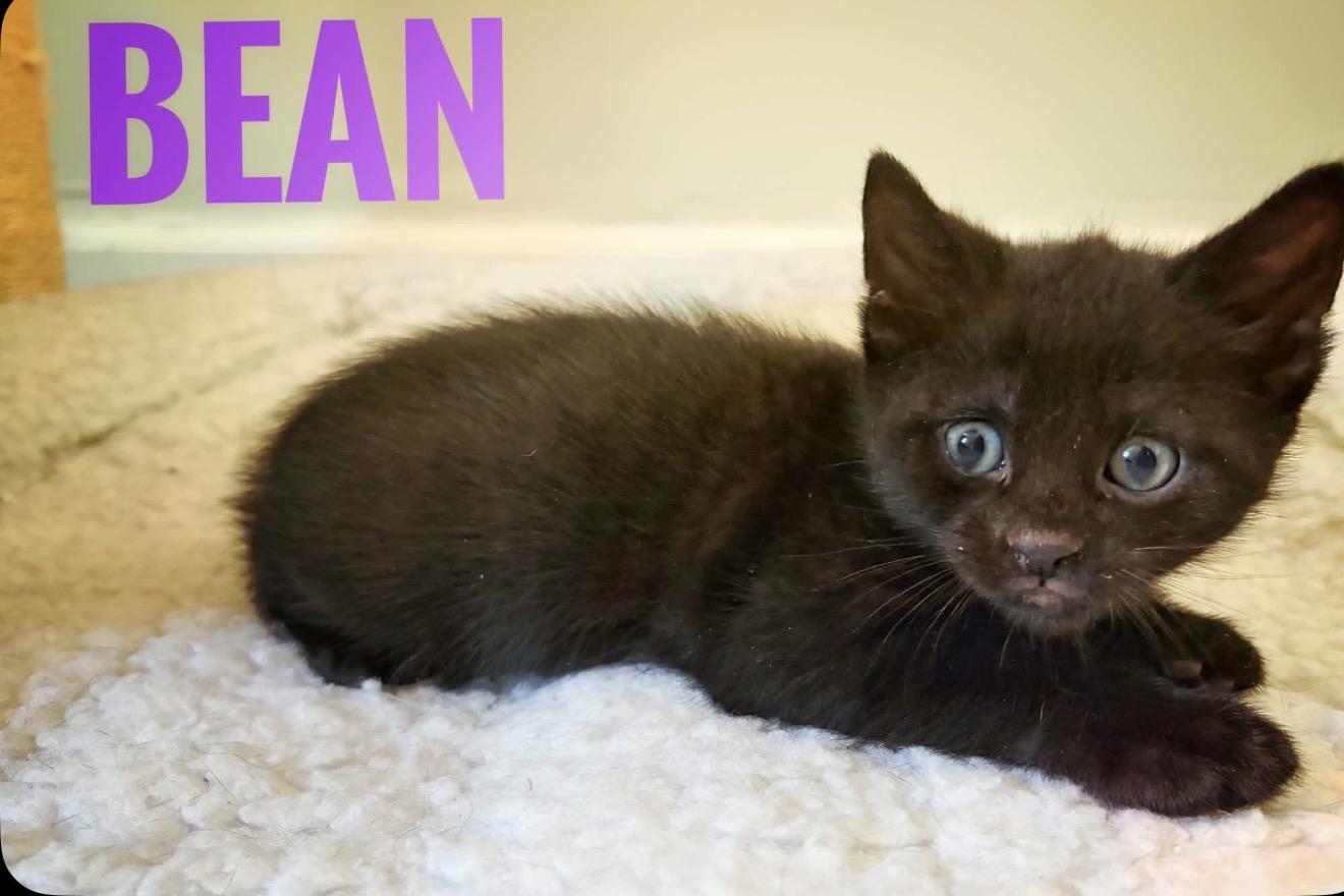 Bean Reilly, a Adoptable American Shorthair in Staten Island, NY image 1/6