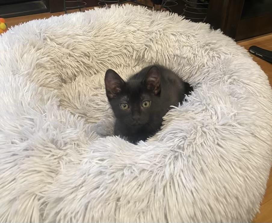 Enlarge Ebony, a Adopted Domestic Short Hair in Long Beach, CA image 1/4