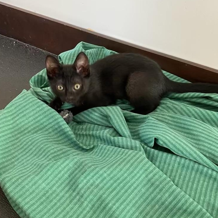 Enlarge Ebony, a Adopted Domestic Short Hair in Long Beach, CA image 4/4