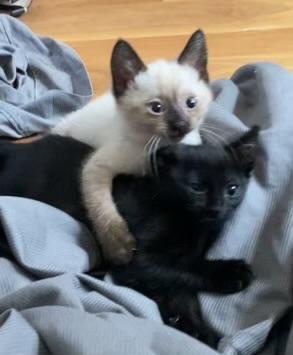 Enlarge Ebony, a Adopted Domestic Short Hair in Long Beach, CA image 3/4