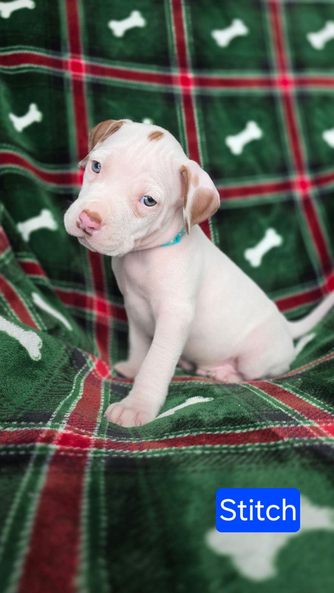 Enlarge Stitch, a Adoptable mixed breed in Duluth, MN image 1/2