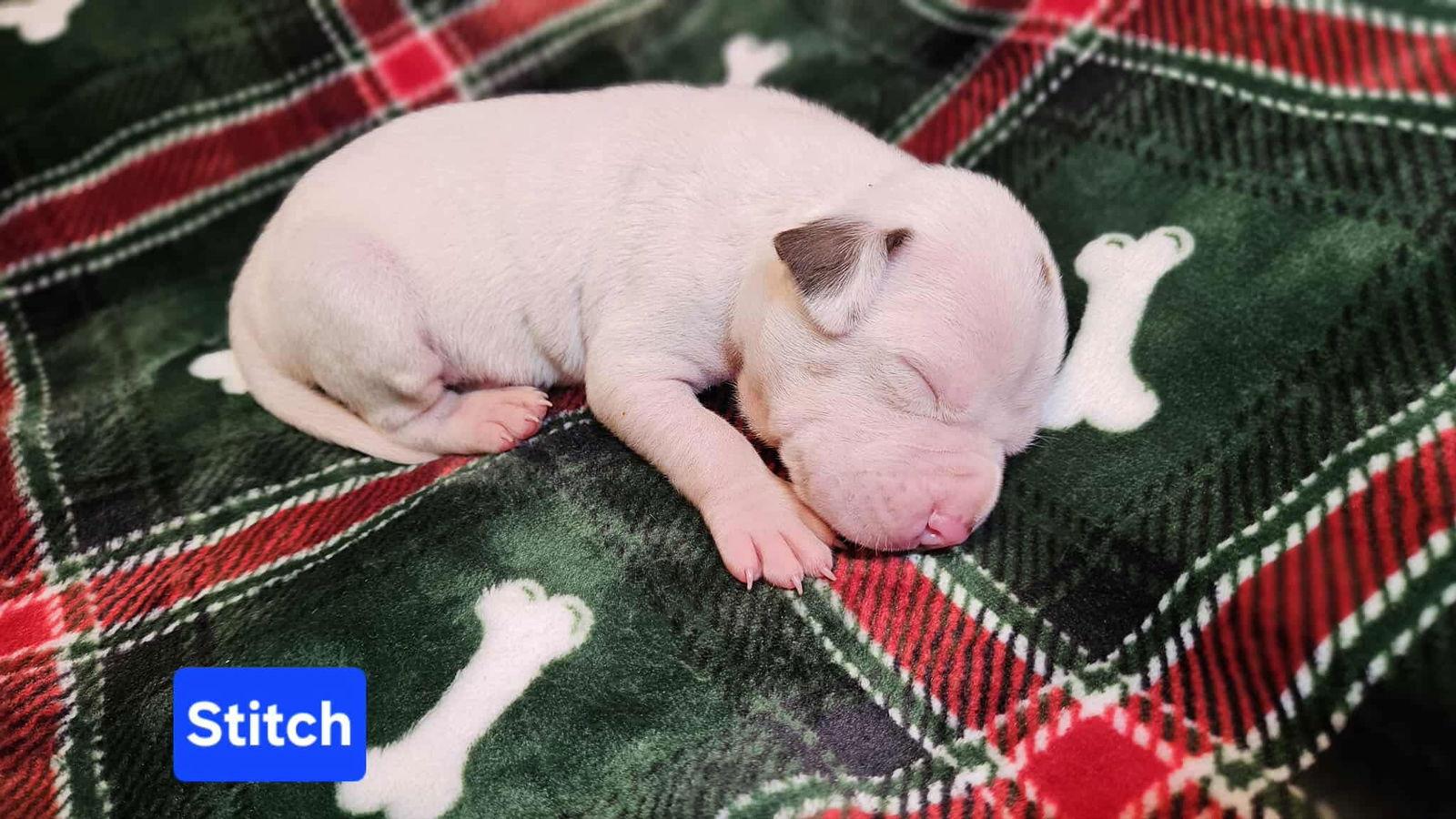 Enlarge Stitch, a Adoptable mixed breed in Duluth, MN image 2/2