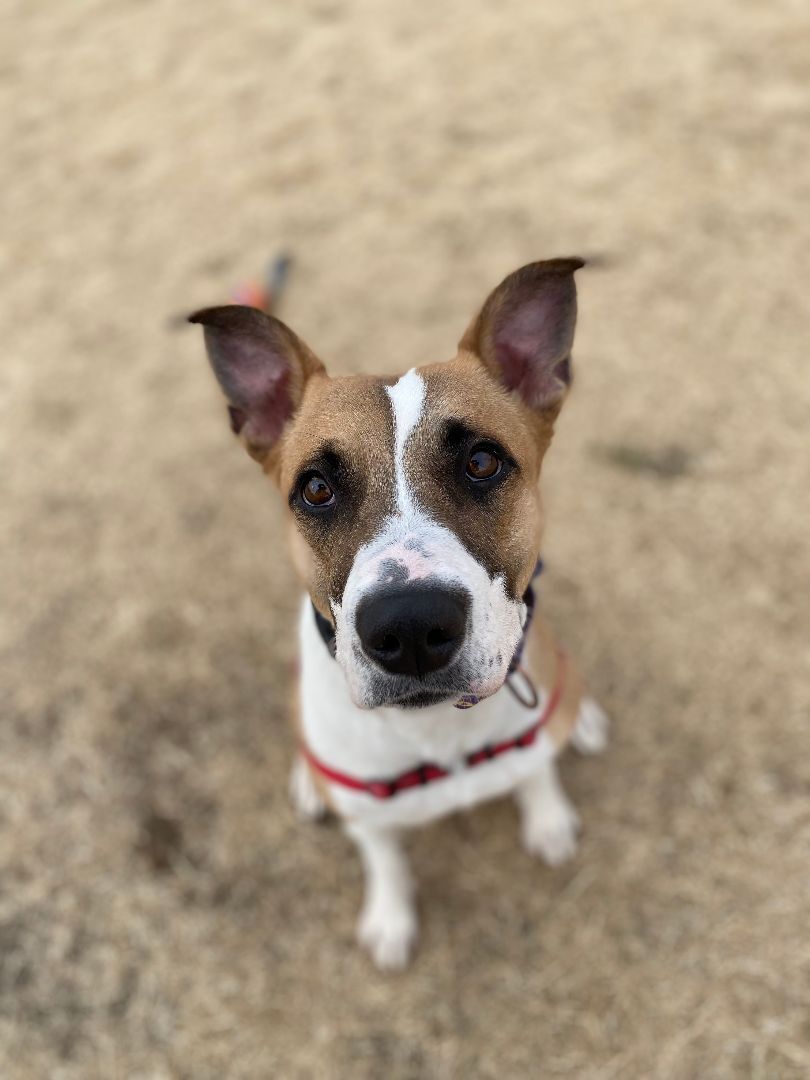 Harley Girl, a Adoptable mixed breed in Pueblo, CO image 3/5