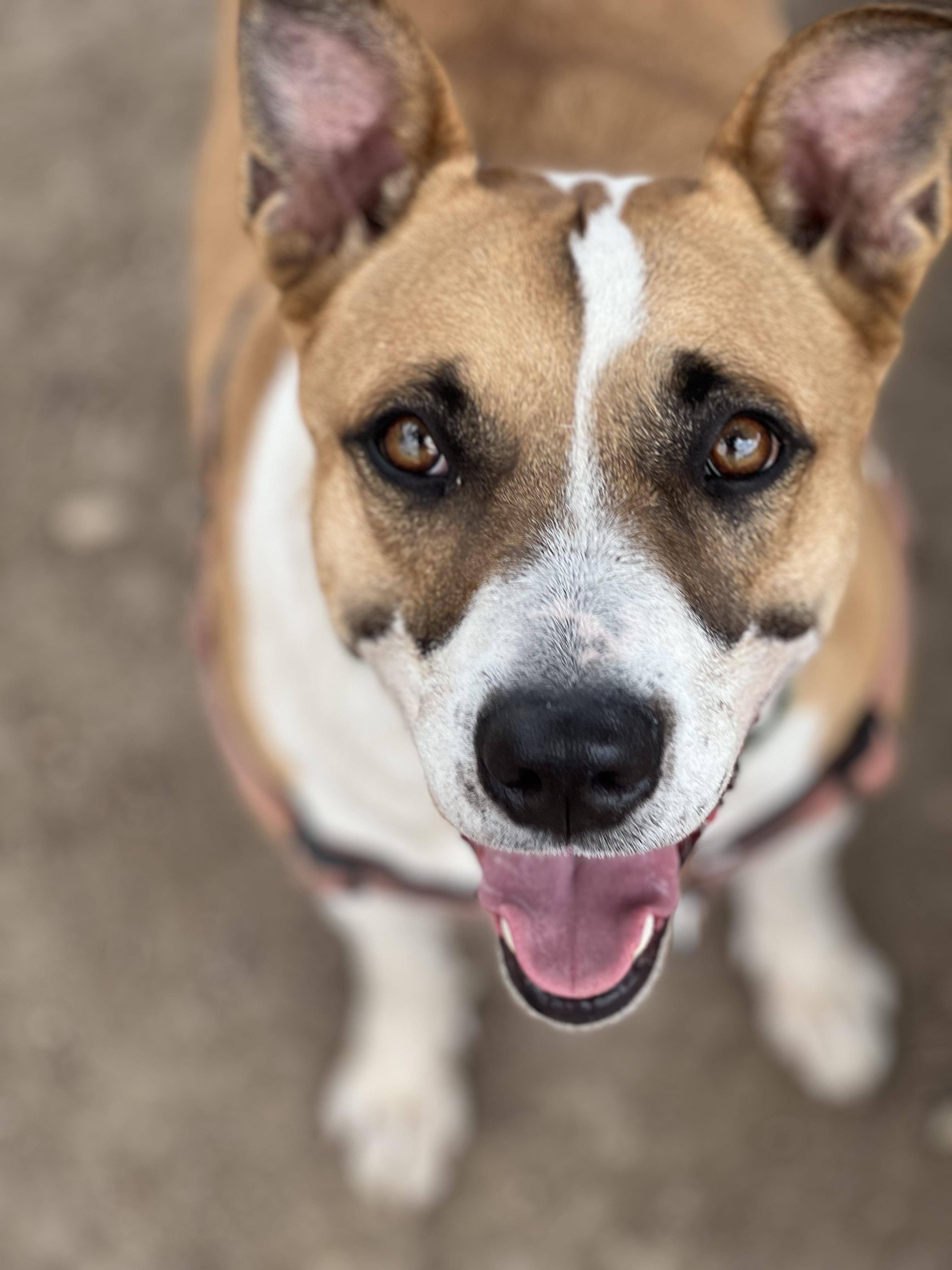 Harley Girl, a Adoptable mixed breed in Pueblo, CO image 1/5