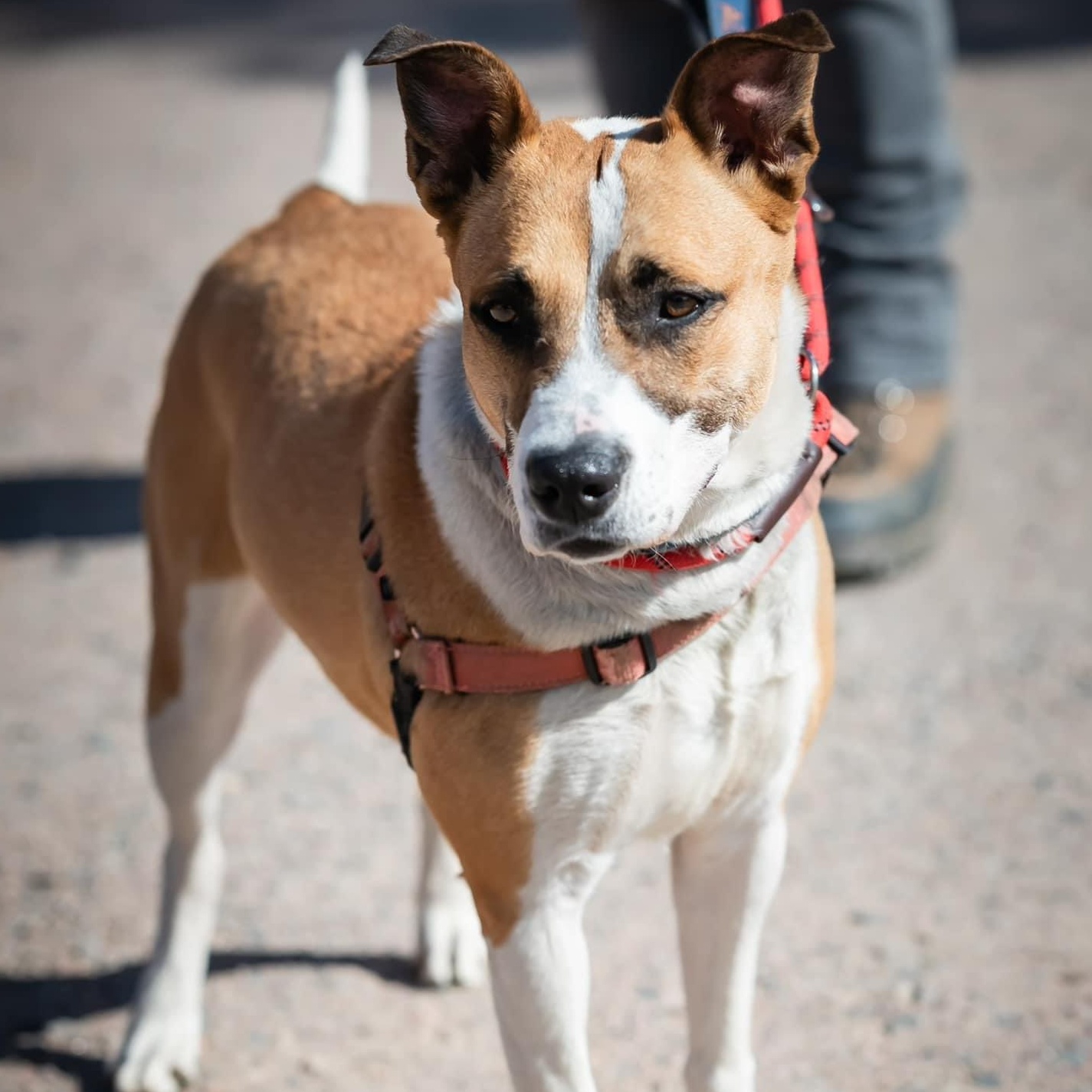 Harley Girl, a Adoptable mixed breed in Pueblo, CO image 2/5
