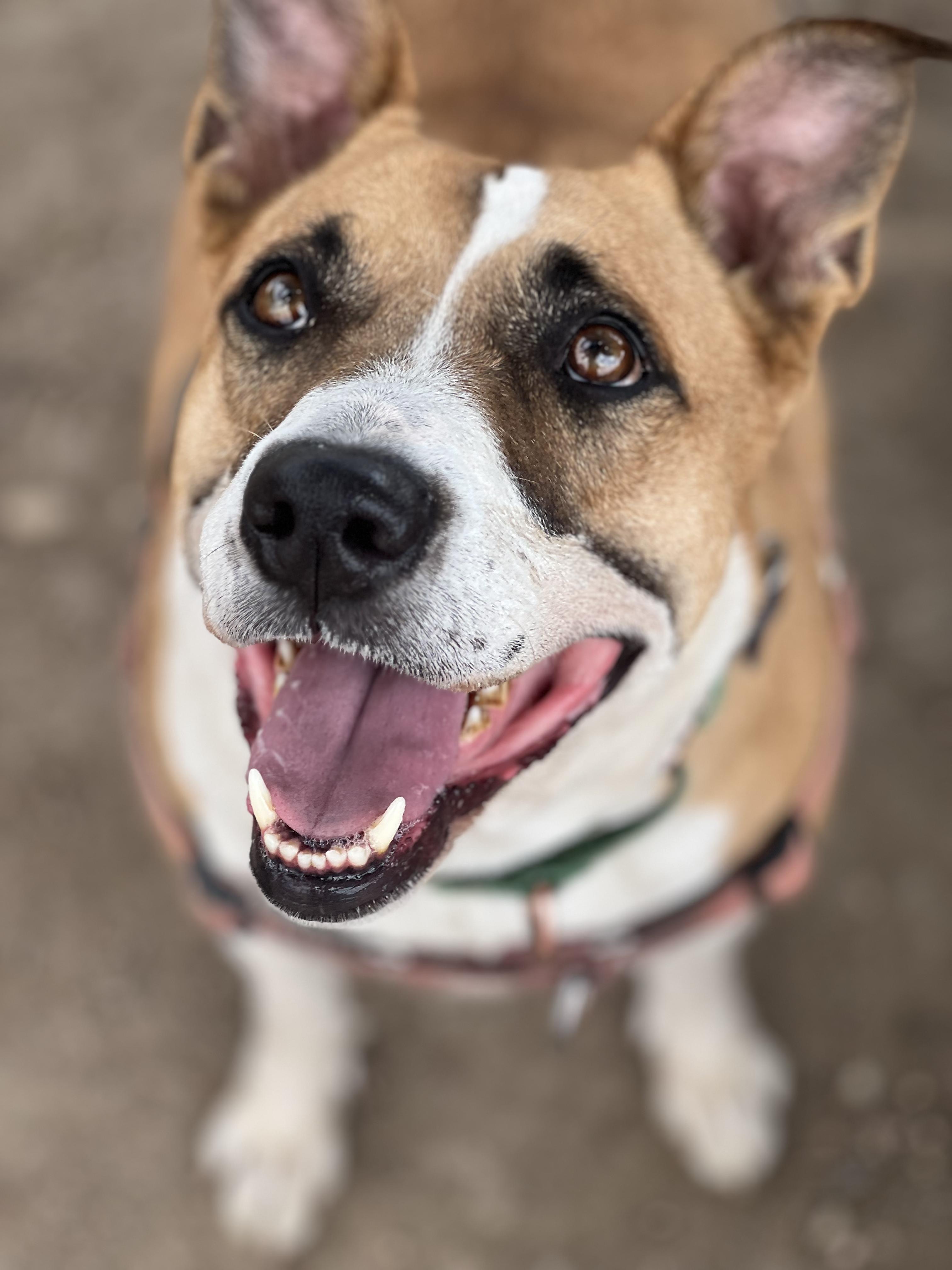 Harley Girl, an adoptable Pit Bull Terrier, Australian Cattle Dog / Blue Heeler in Pueblo, CO, 81001 | Photo Image 5