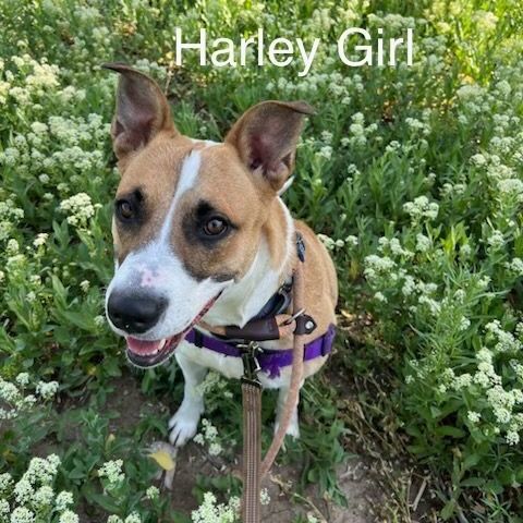 Harley Girl, a Adoptable mixed breed in Pueblo, CO image 5/5