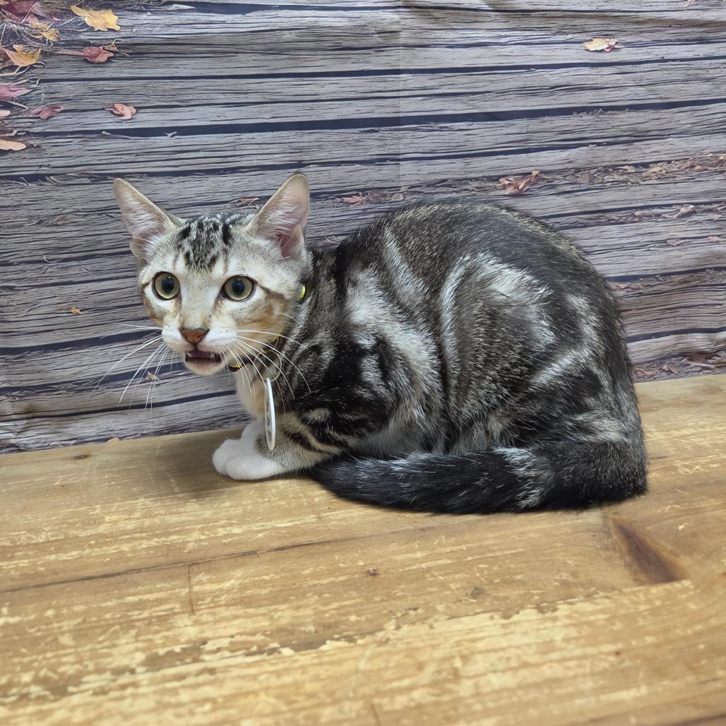Enlarge Oreo, a Adoptable Domestic Short Hair in Normal, IL image 1/4