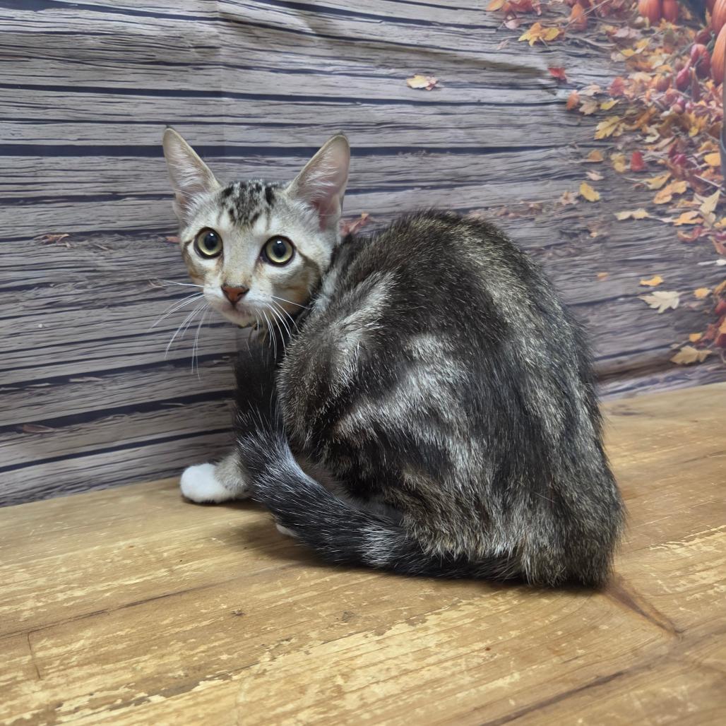 Enlarge Oreo, a Adoptable Domestic Short Hair in Normal, IL image 2/4