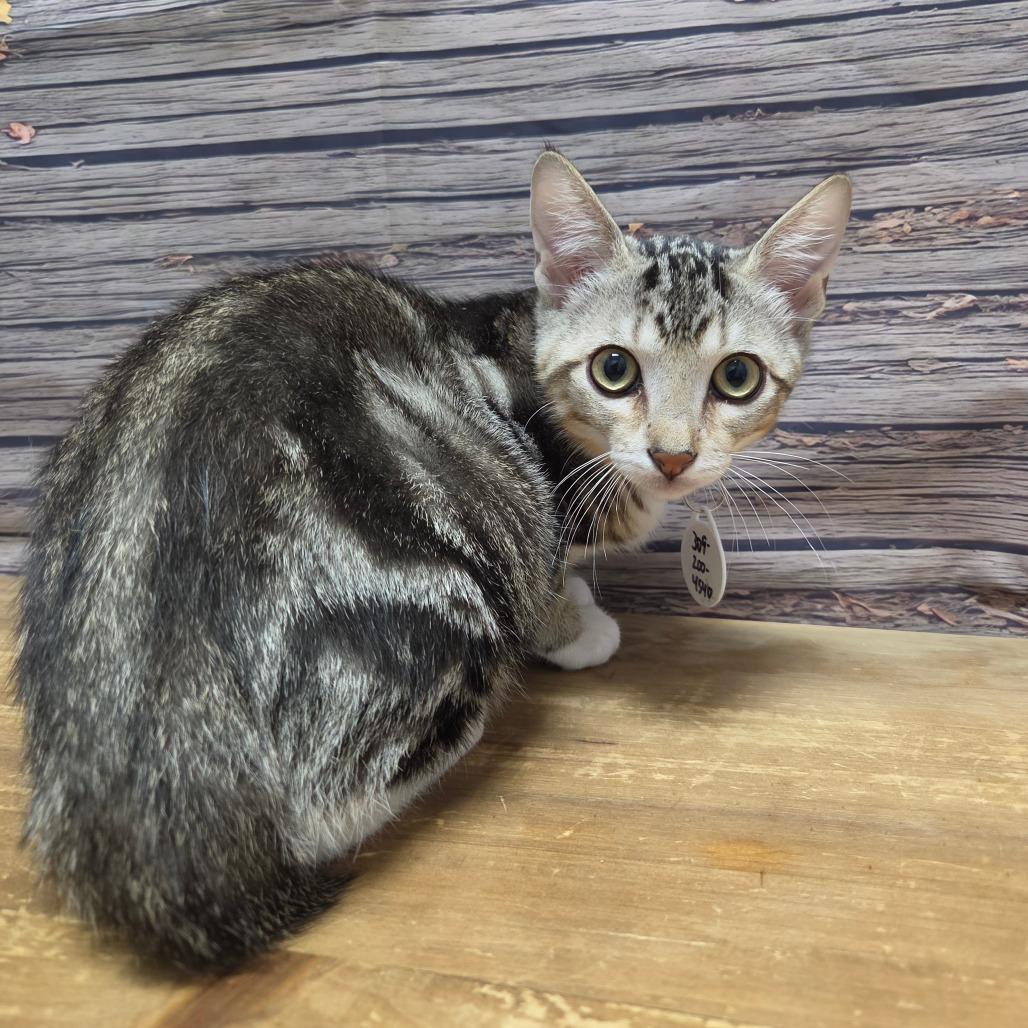 Enlarge Oreo, a Adoptable Domestic Short Hair in Normal, IL image 3/4