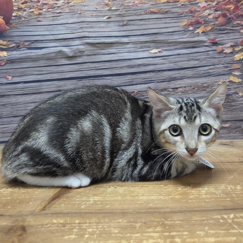 Enlarge Oreo, a Adoptable Domestic Short Hair in Normal, IL image 4/4