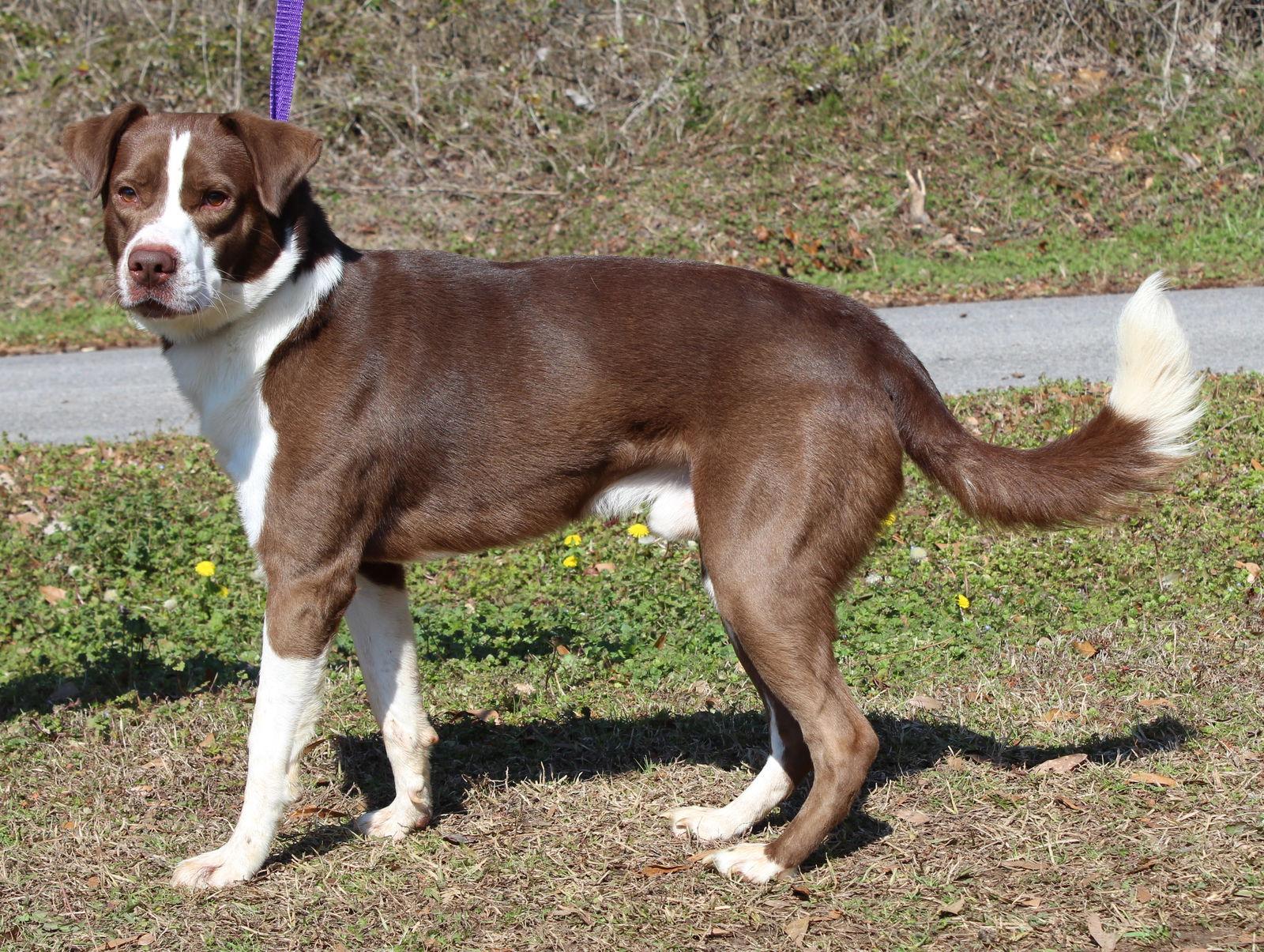 Enlarge Rocko 43142, a Adoptable Shepherd in Prattville, AL image 1/3