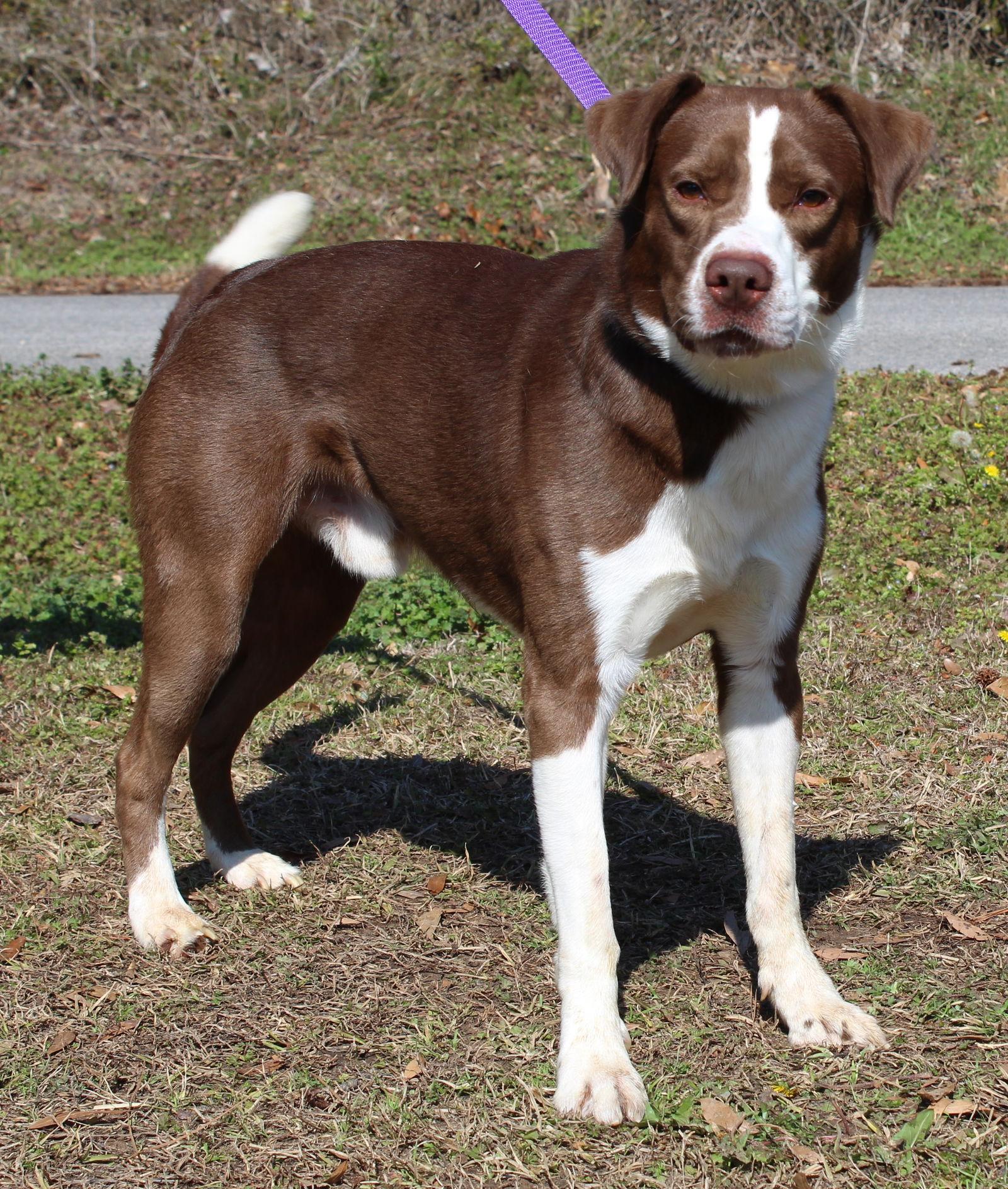 Enlarge Rocko 43142, a Adoptable Shepherd in Prattville, AL image 2/3