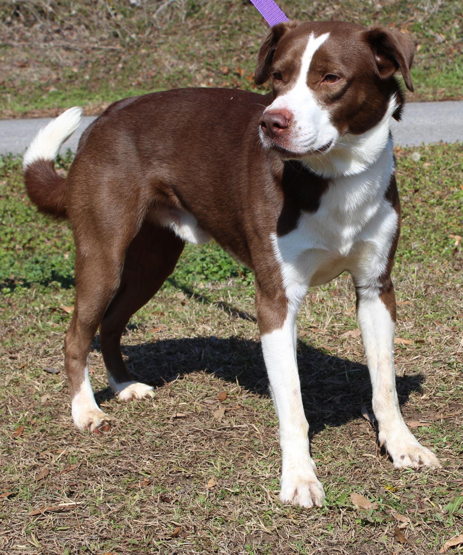 Enlarge Rocko 43142, a Adoptable Shepherd in Prattville, AL image 3/3