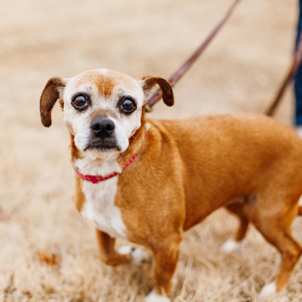 Enlarge Scout, a Adoptable Beagle in Saint Cloud, MN image 1/6