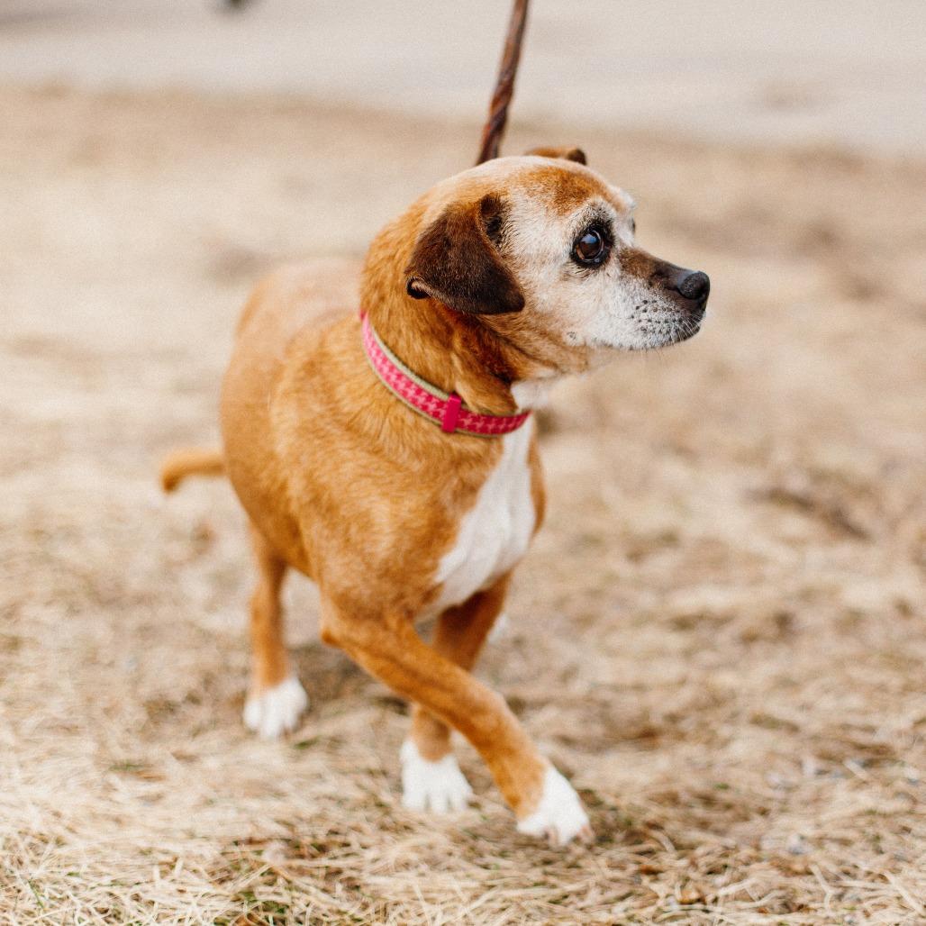 Scout, Adoptable, Senior Female Beagle.