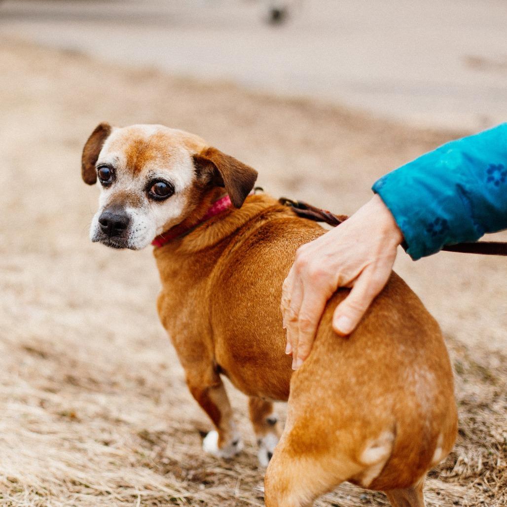 Enlarge Scout, a Adoptable Beagle in Saint Cloud, MN image 3/6