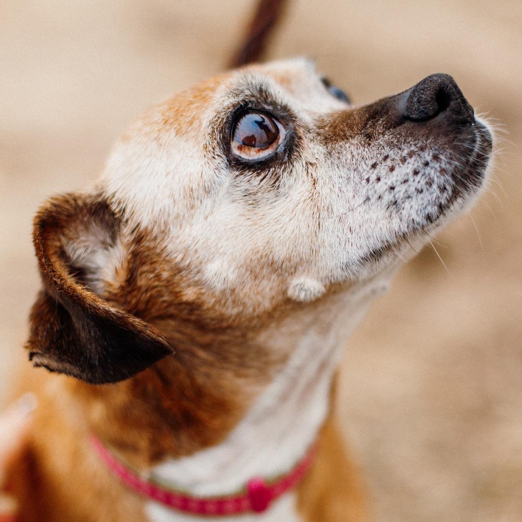 Enlarge Scout, a Adoptable Beagle in Saint Cloud, MN image 4/6