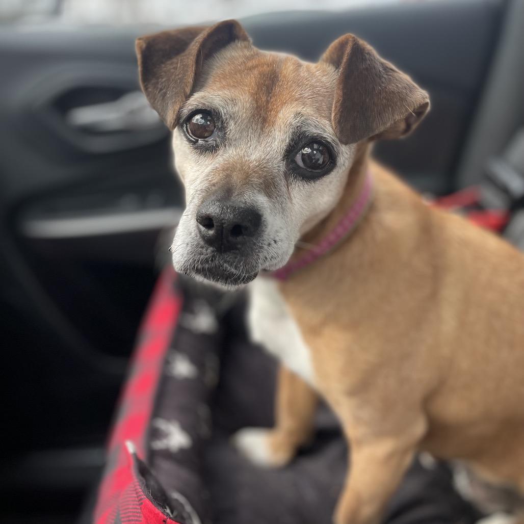 Enlarge Scout, a Adoptable Beagle in Saint Cloud, MN image 4/6