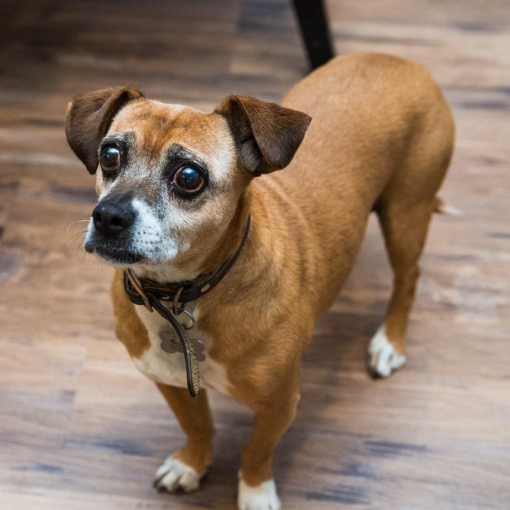 Enlarge Scout, a Adoptable Beagle in Saint Cloud, MN image 5/6