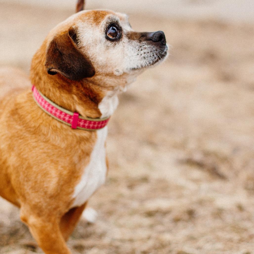 Enlarge Scout, a Adoptable Beagle in Saint Cloud, MN image 6/6