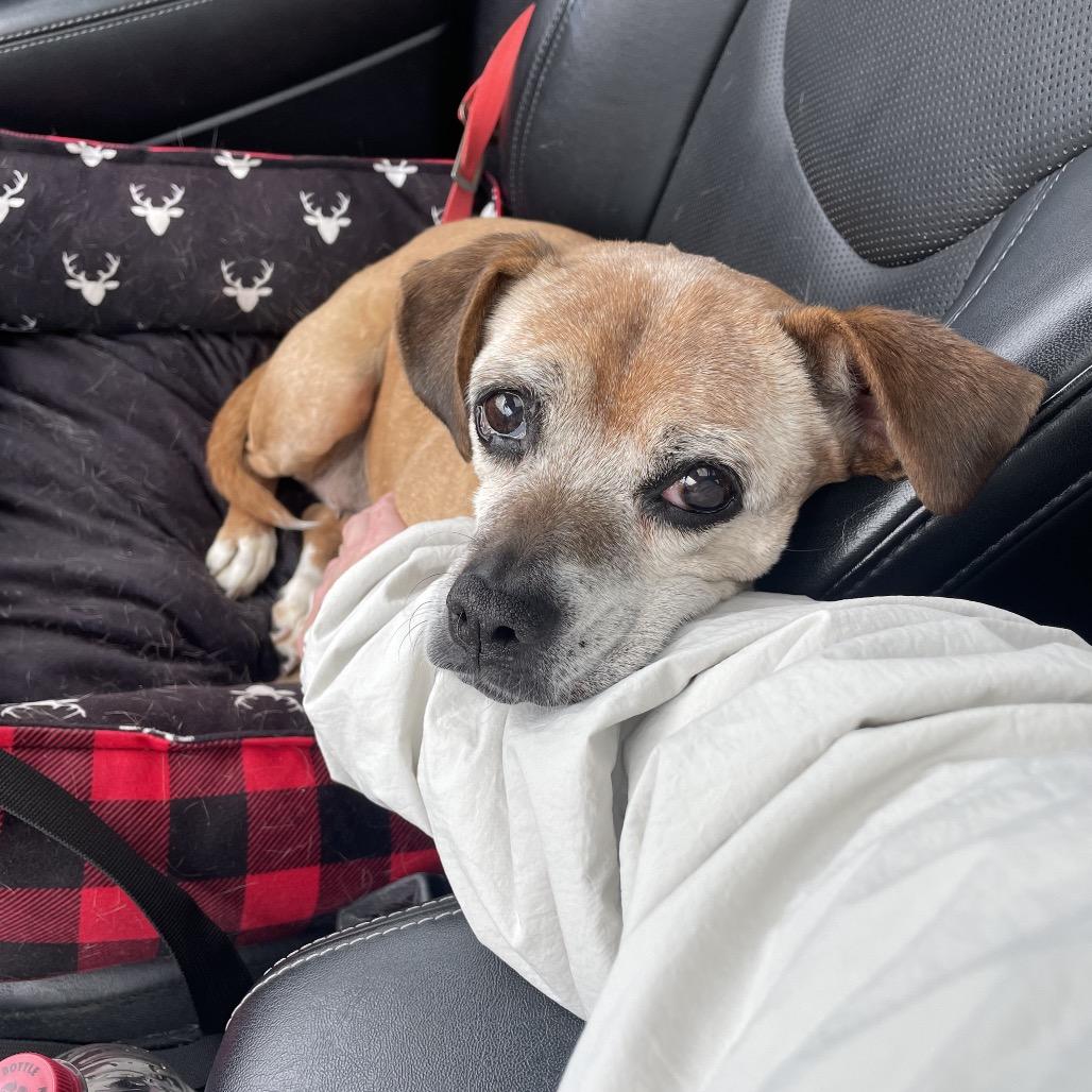 Scout, a Adoptable Beagle in Saint Cloud, MN image 6/6