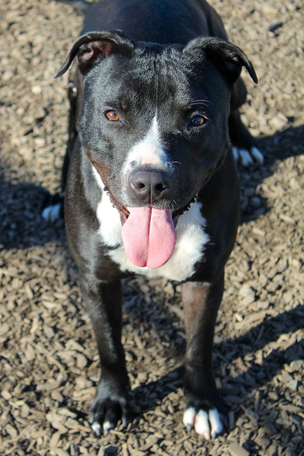 Diva 51513, Adoptable, Adult Female Pit Bull Terrier.