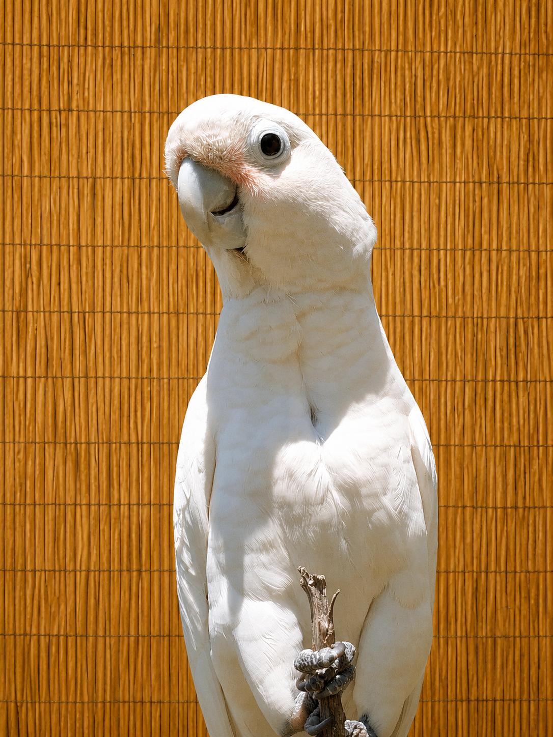 Pumpkin The Goffins Cockatoo Available after 07/08, ADOPTABLE, Adult Male Cockatoo.