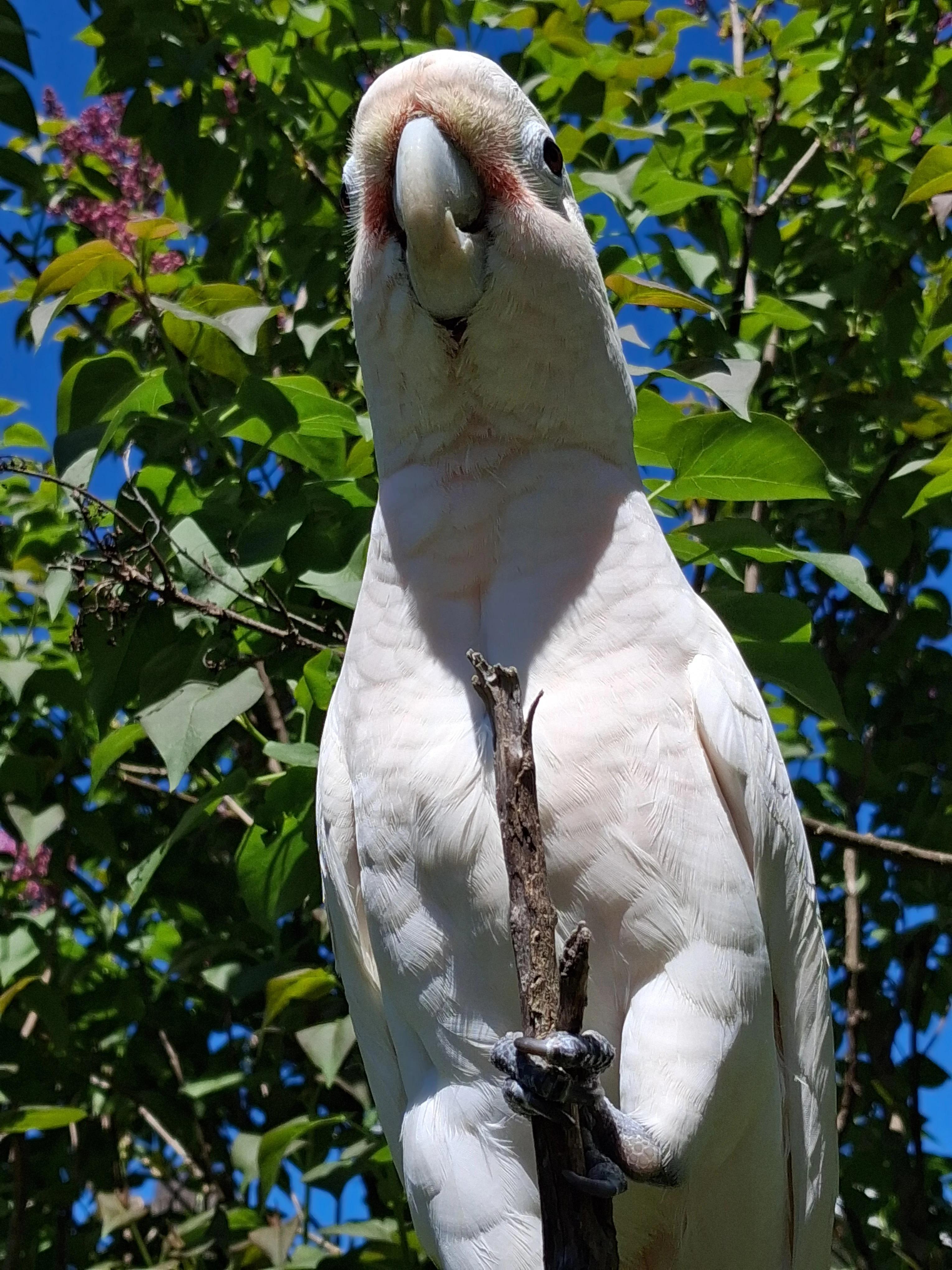 Pumpkin The Goffins Cockatoo, a ADOPTABLE Cockatoo in Vancouver, WA image 2/4
