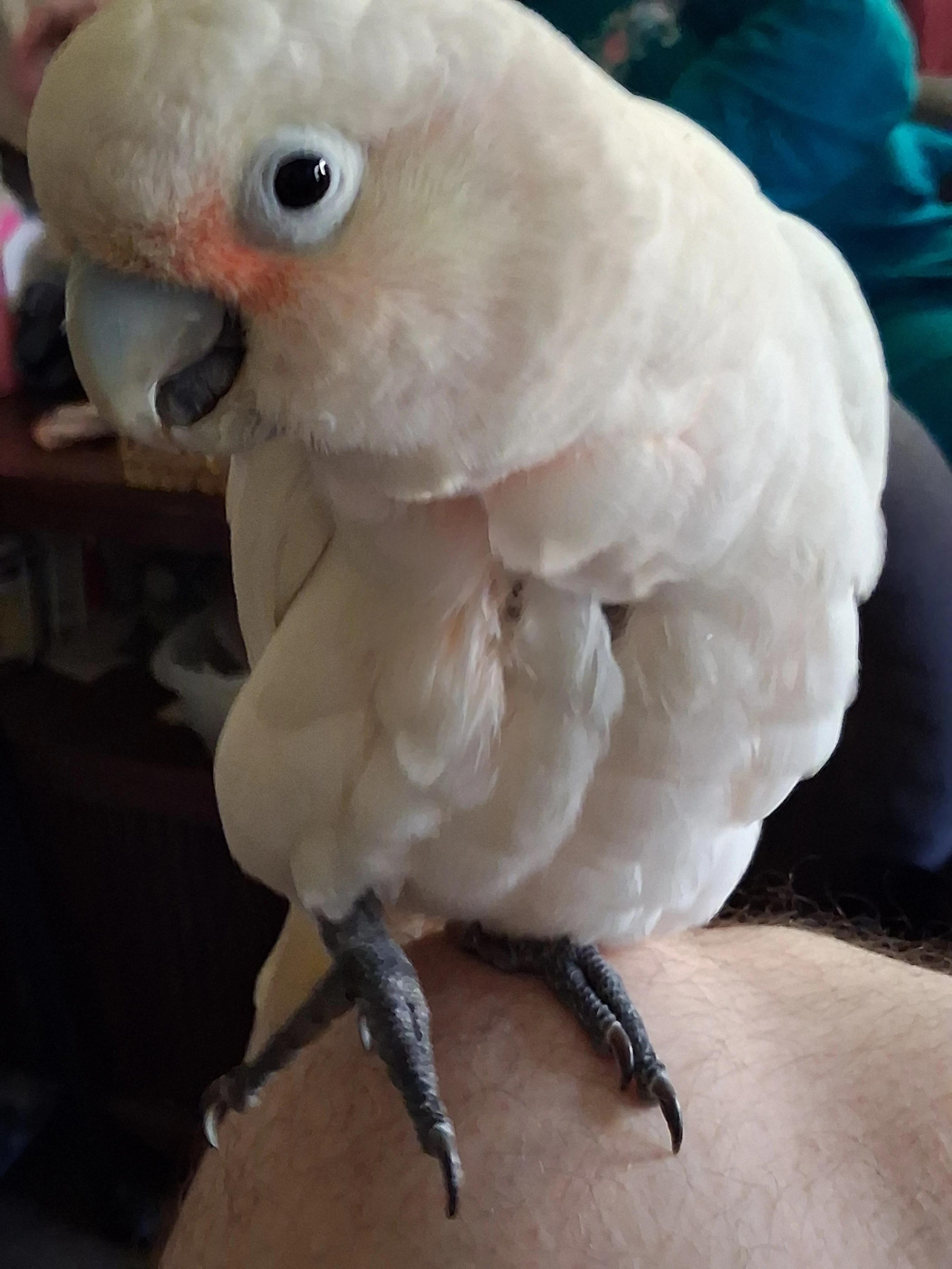 Pumpkin The Goffins Cockatoo, a ADOPTABLE Cockatoo in Vancouver, WA image 3/4