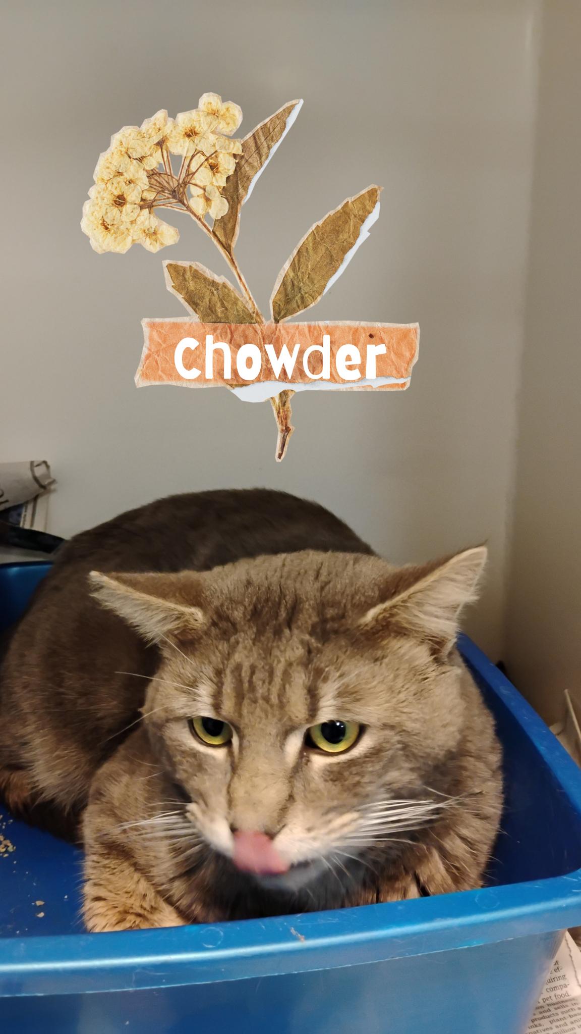 Chowder