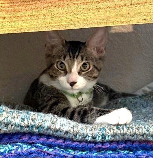 Onyx ⭐️PROMOTION⭐️, Adoptable, Young Male Tabby.