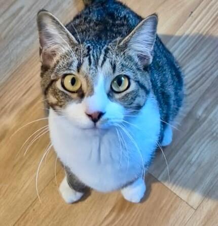 Onyx - BONDED with Mochi, a Adoptable mixed breed in Anthem, AZ image 1/6