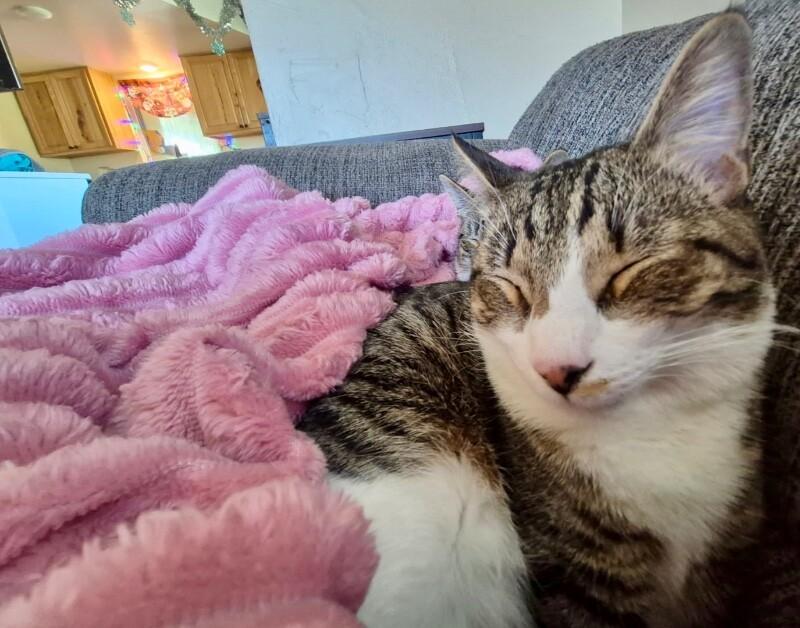 Onyx - BONDED with Mochi, a Adoptable mixed breed in Anthem, AZ image 2/6