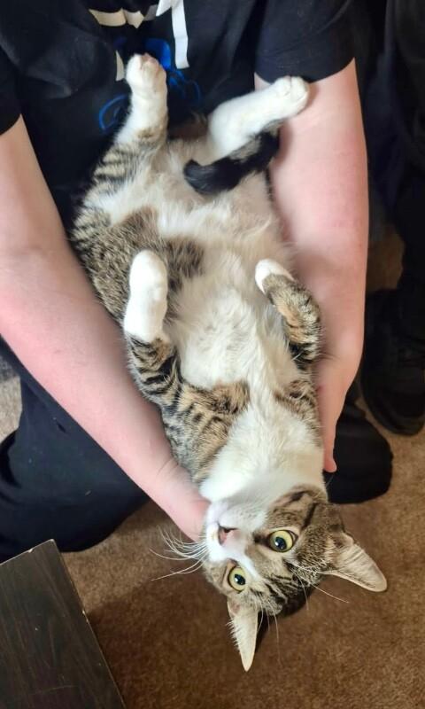 Onyx - BONDED with Mochi, a Adoptable mixed breed in Anthem, AZ image 6/6