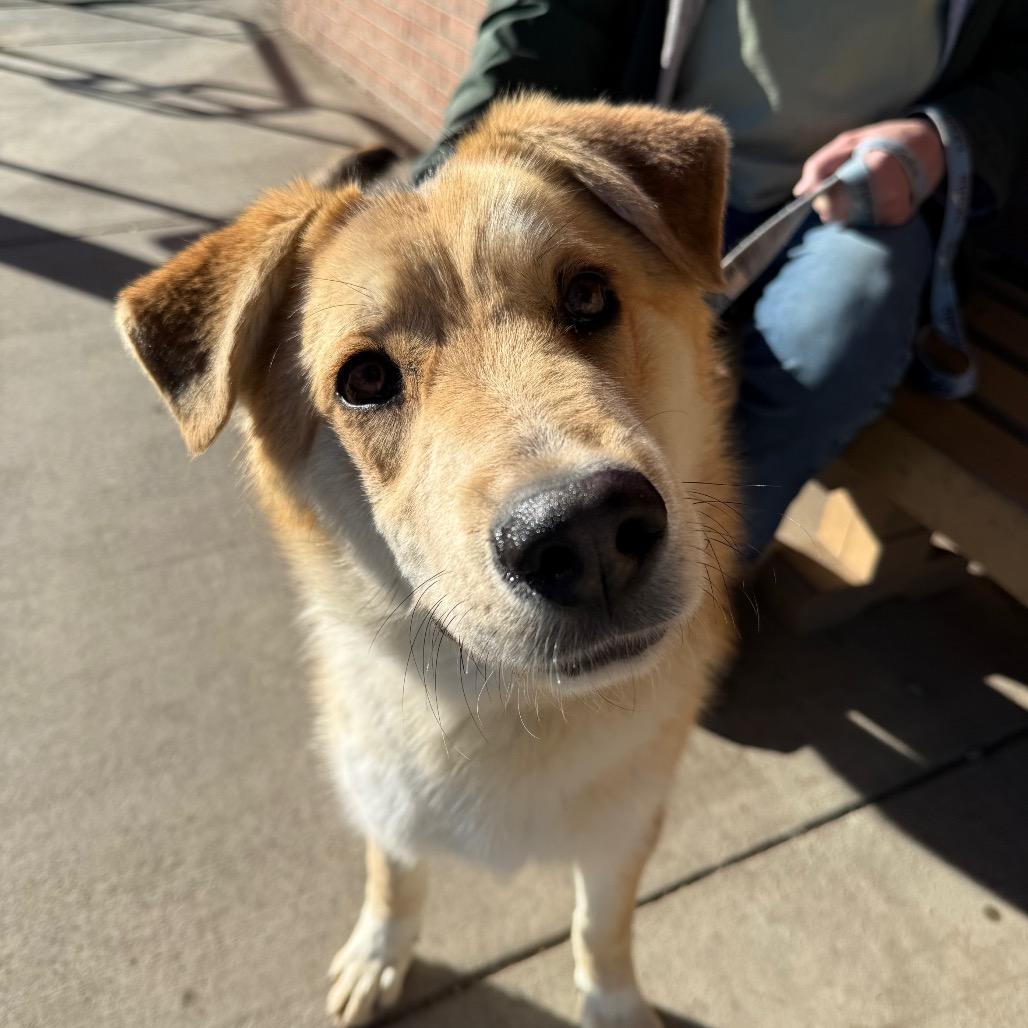 Meyer, Adoptable, Young Male Shepherd & Mixed Breed.