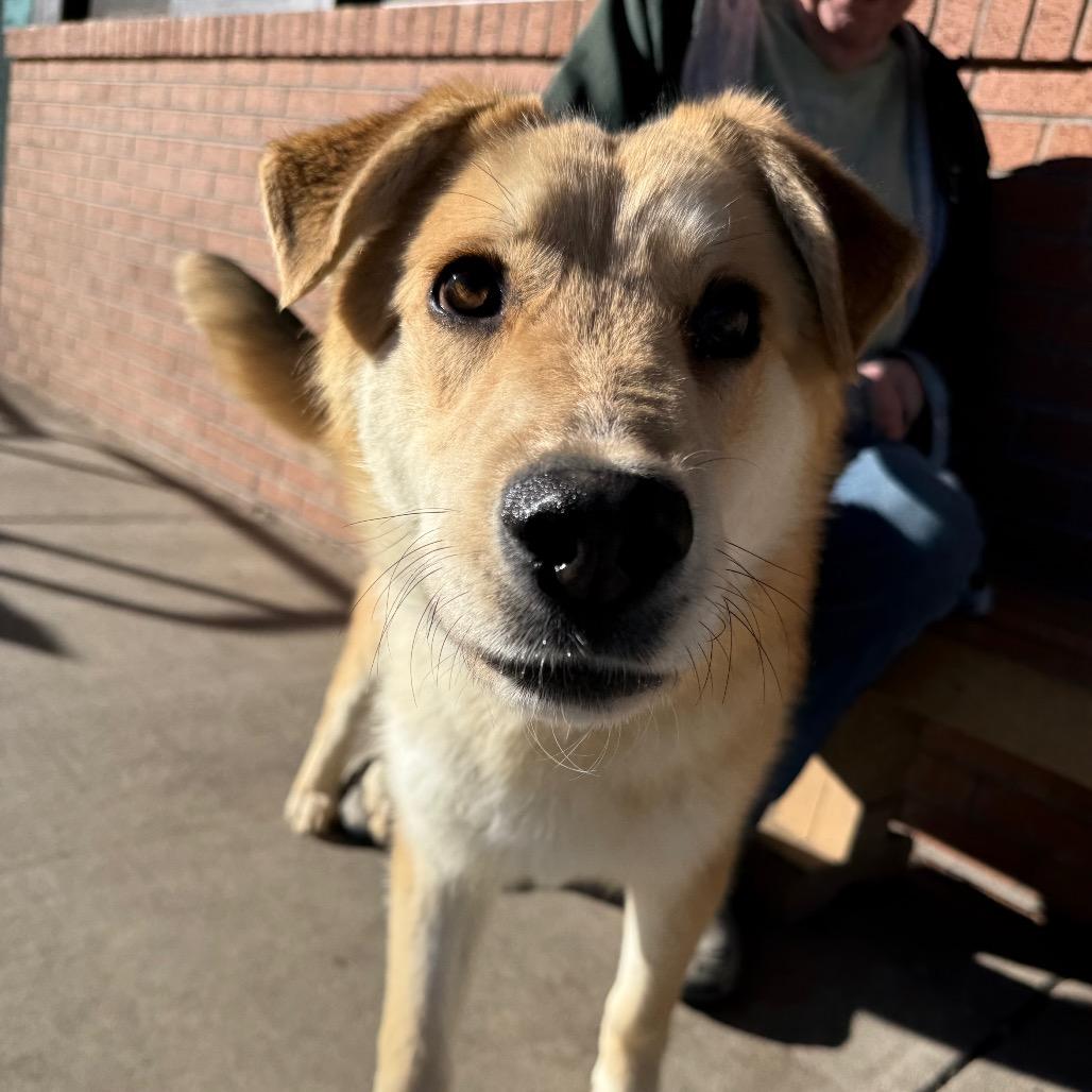 Enlarge Meyer, a Adoptable mixed breed in Durango, CO image 2/2