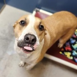 Gibby, ADOPTABLE, Young Male Mixed Breed.