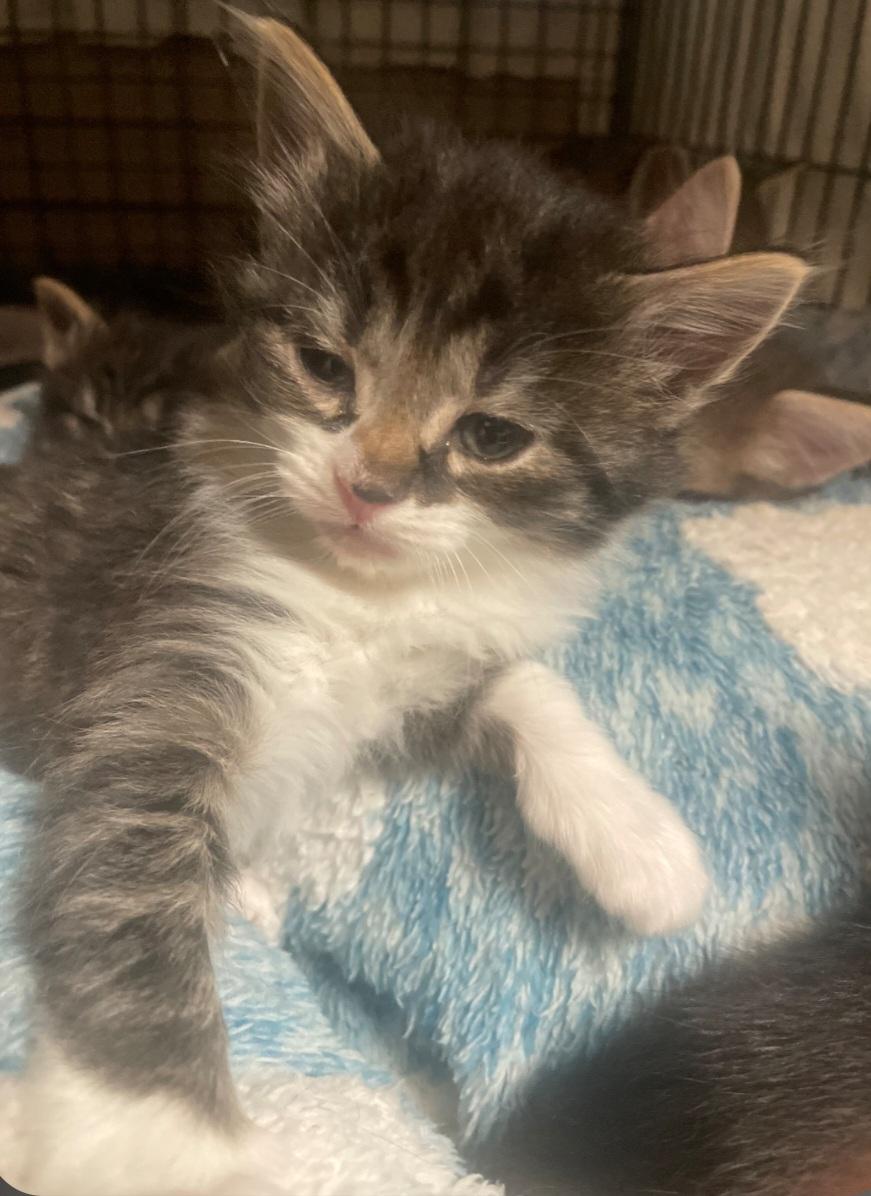 K-7 River, adopted, Kitten Female Tabby.