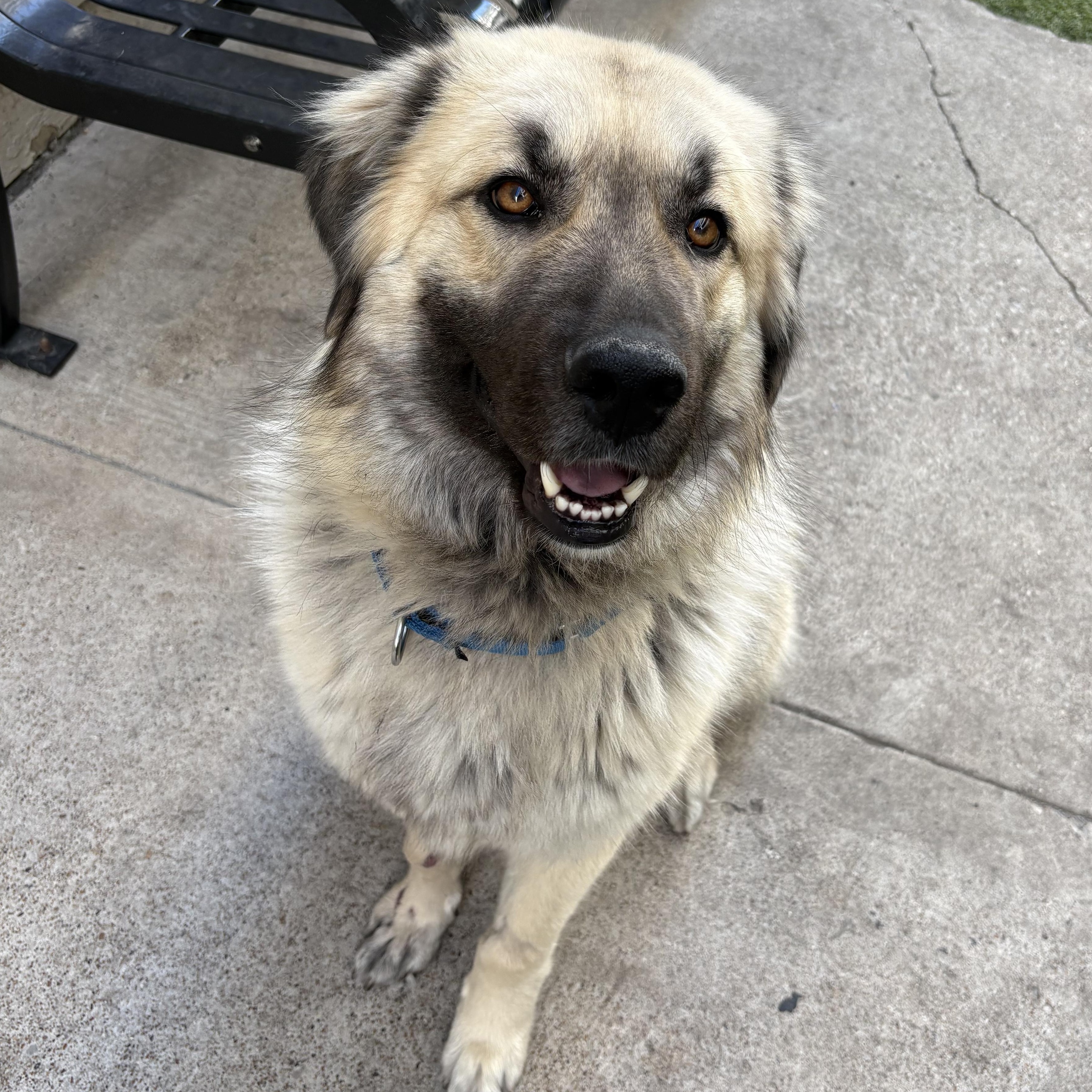 Hope, a Adoptable mixed breed in Willington, CT image 1/5
