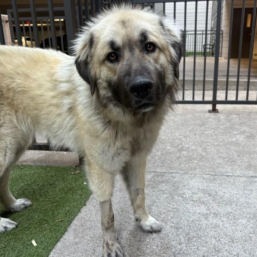 Hope, a Adoptable mixed breed in Willington, CT image 2/5