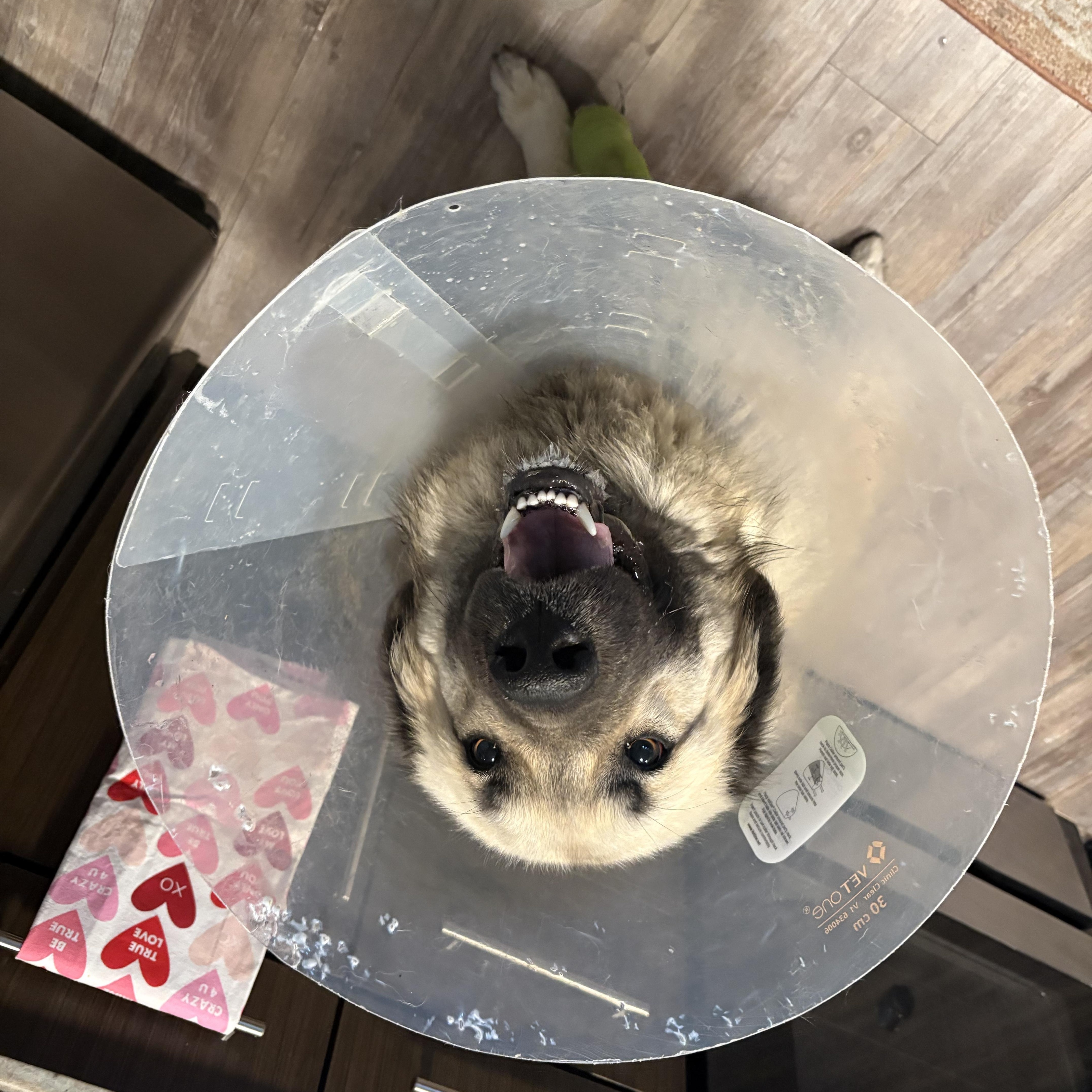 Hope, a Adoptable mixed breed in Willington, CT image 5/5