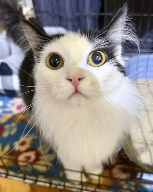 VIXEN, an adopted Domestic Medium Hair in Lake Ozark, MO image 2/4